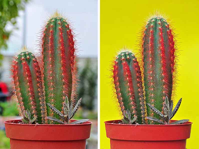 Cactus en Fotografía Macro