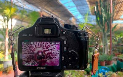 Practicando Fotografía Macro – Curso de Fotografía Básico